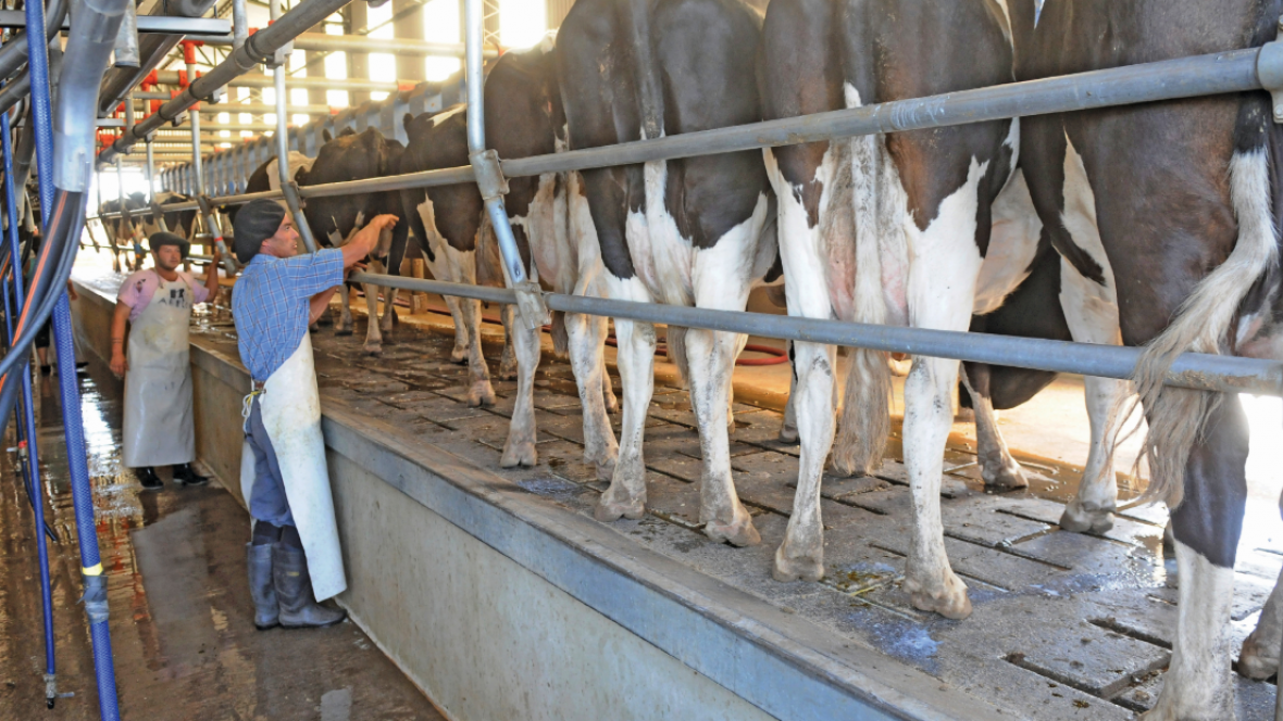 Cómo disminuir el estrés calórico en vacas y así aumentar la producción de leche - CRA